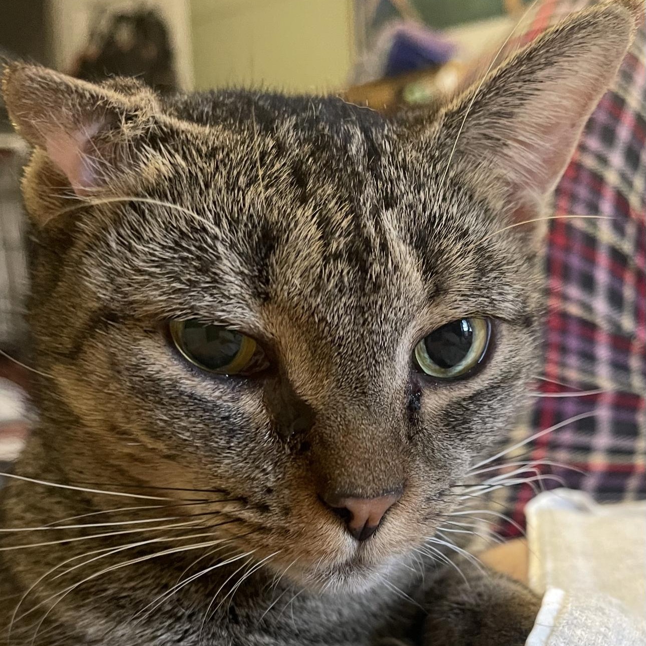 Darcy, a Adoptable mixed breed in New york, NY image 3/4