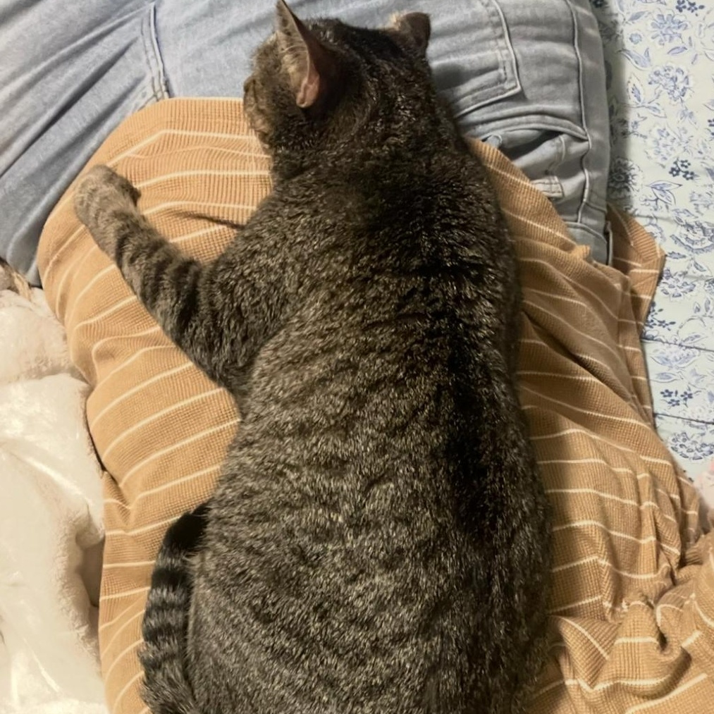 Darcy, a Adoptable mixed breed in New york, NY image 2/4