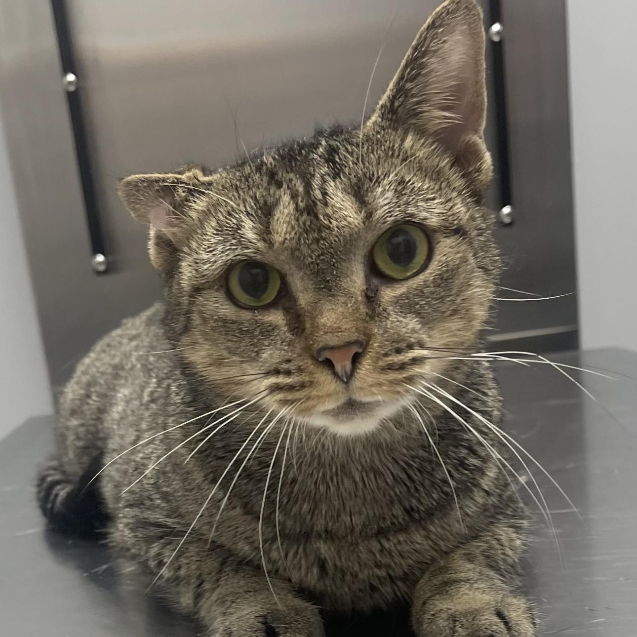 Darcy, Adoptable, Adult Female Domestic Short Hair.