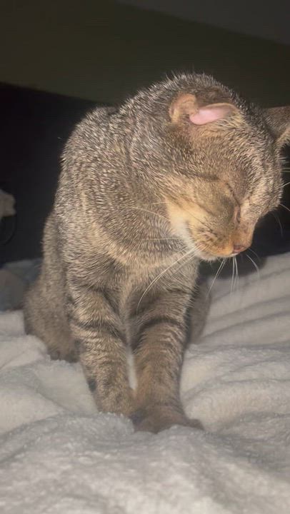 Enlarge Darcy, a Adoptable mixed breed in New york, NY video 4/4