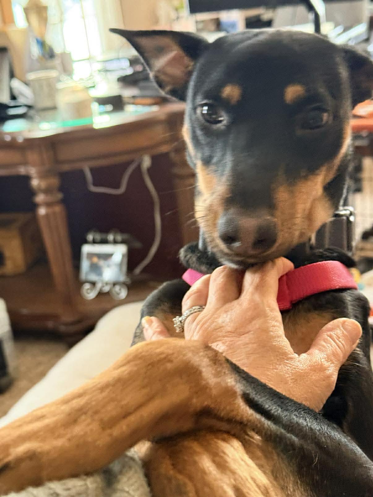 Enlarge Diva , a ADOPTABLE mixed breed in Portsmouth, NH image 5/6