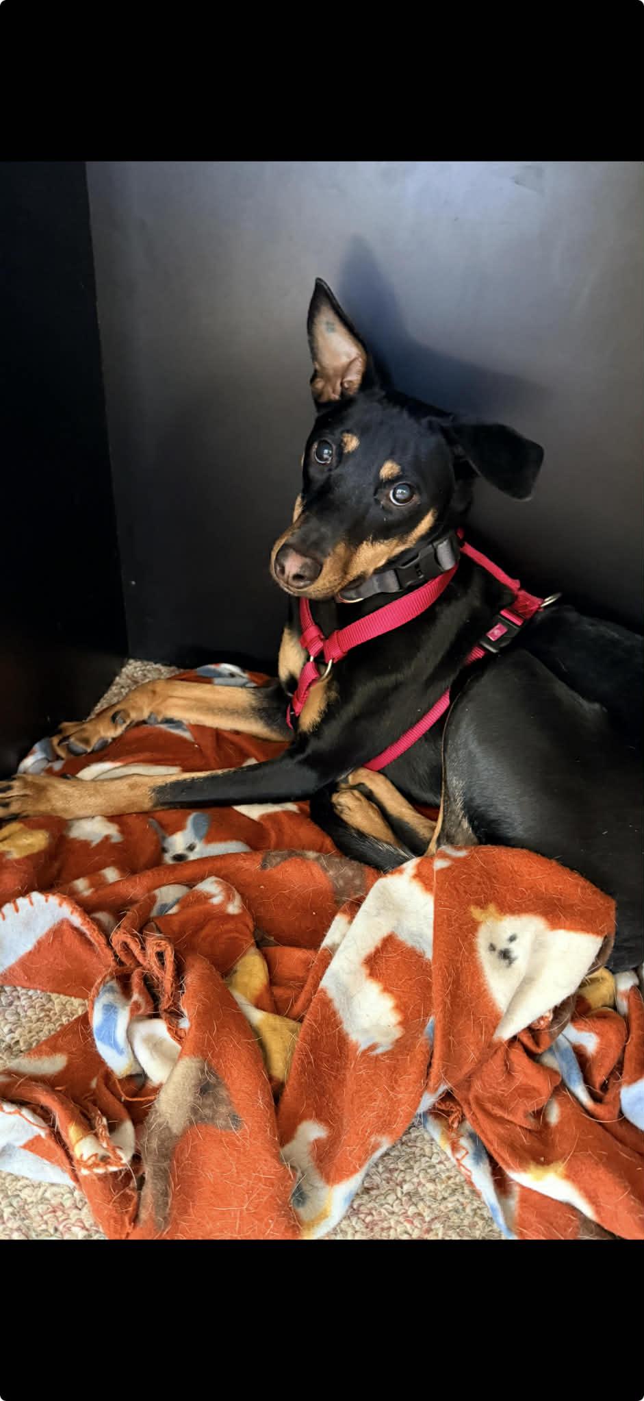 Enlarge Diva , a ADOPTABLE mixed breed in Portsmouth, NH image 2/6