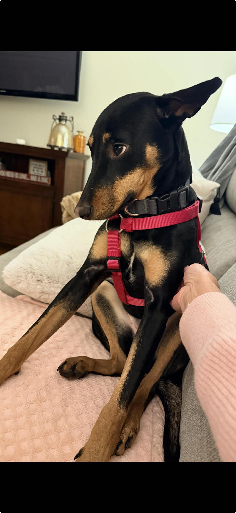 Enlarge Diva , a ADOPTABLE mixed breed in Portsmouth, NH image 4/6