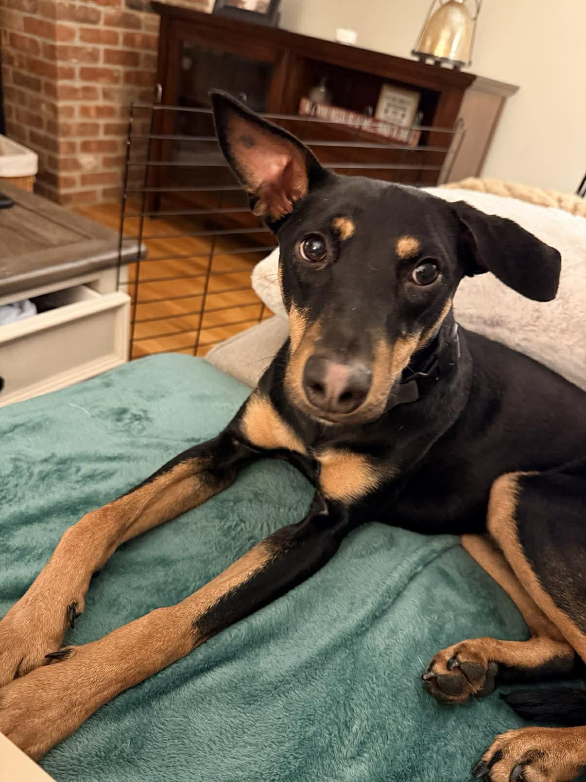 Diva , ADOPTABLE, Young Female Whippet & Manchester Terrier.