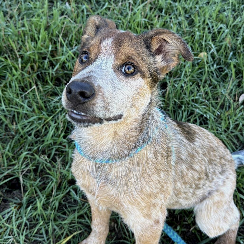 Enlarge Reba, a Adoptable Australian Cattle Dog / Blue Heeler in Pagosa Springs, CO image 1/3