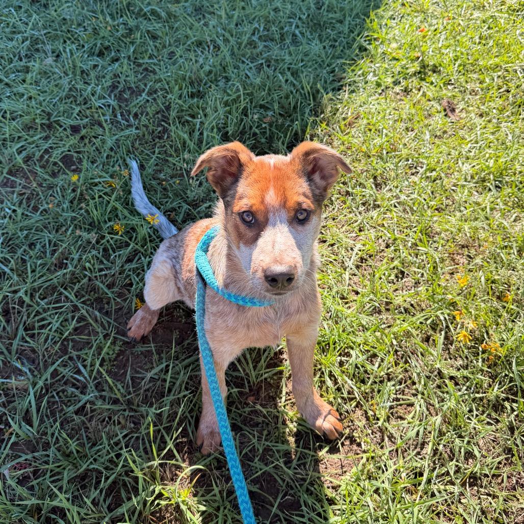 Enlarge Reba, a Adoptable Australian Cattle Dog / Blue Heeler in Pagosa Springs, CO image 2/3
