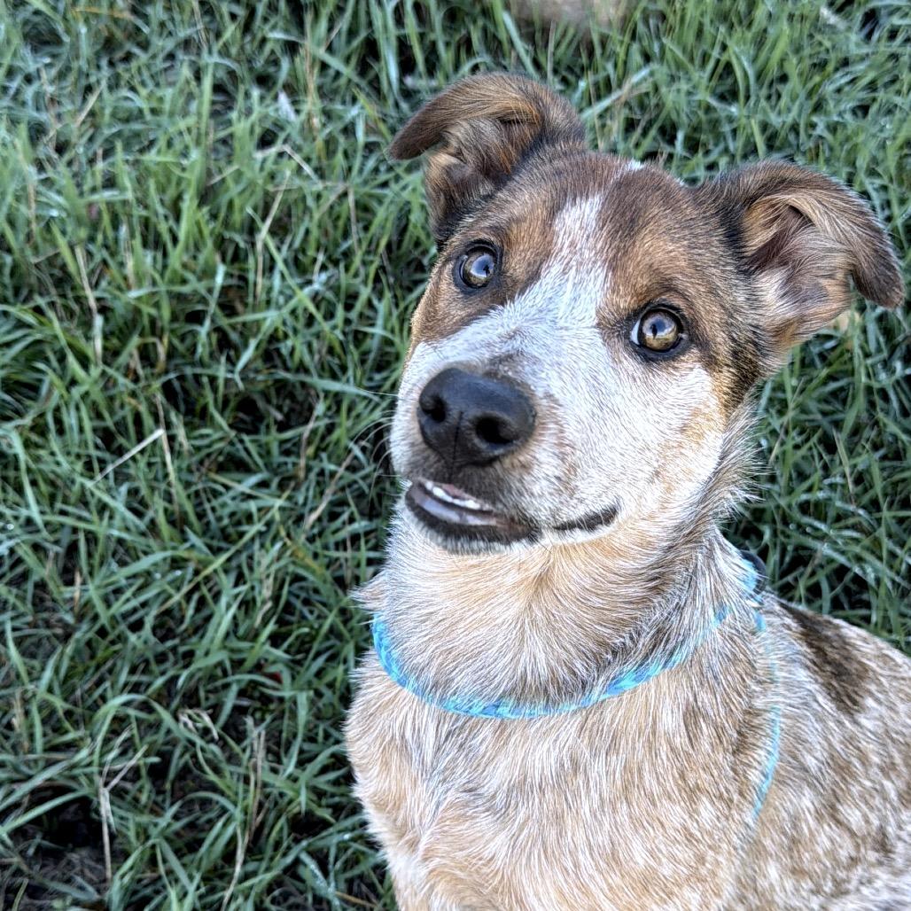 Enlarge Reba, a Adoptable Australian Cattle Dog / Blue Heeler in Pagosa Springs, CO image 3/3