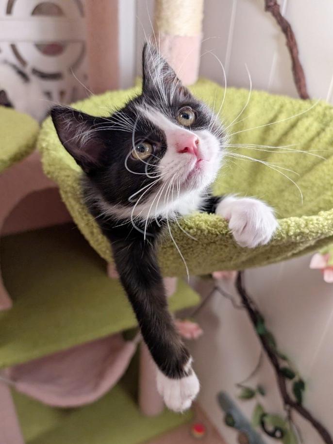 Beanie Babies, adoptable, Kitten Female Domestic Short Hair.