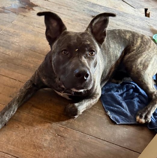 Enlarge Delta, a Adoptable mixed breed in BEVERLY HILLS, CA image 4/6