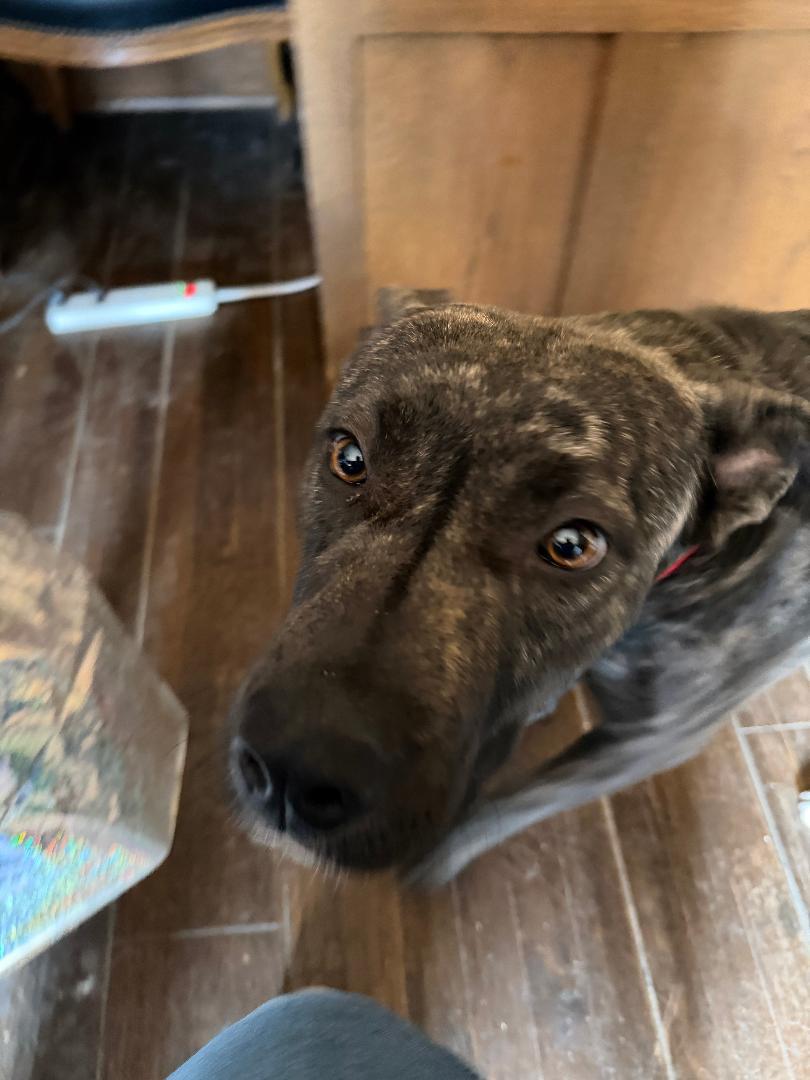Enlarge Delta, a Adoptable mixed breed in BEVERLY HILLS, CA image 6/6