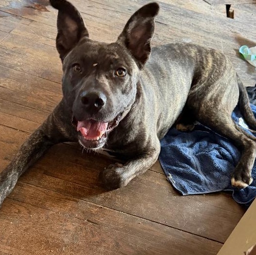 Enlarge Delta, a Adoptable mixed breed in BEVERLY HILLS, CA image 5/6