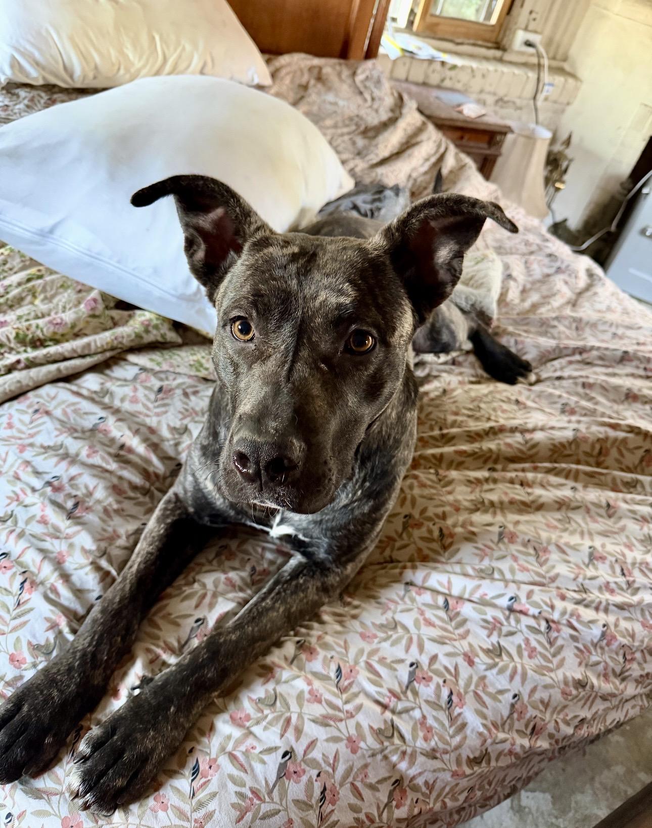 Delta, Adoptable, Young Female Pit Bull Terrier & Plott Hound.