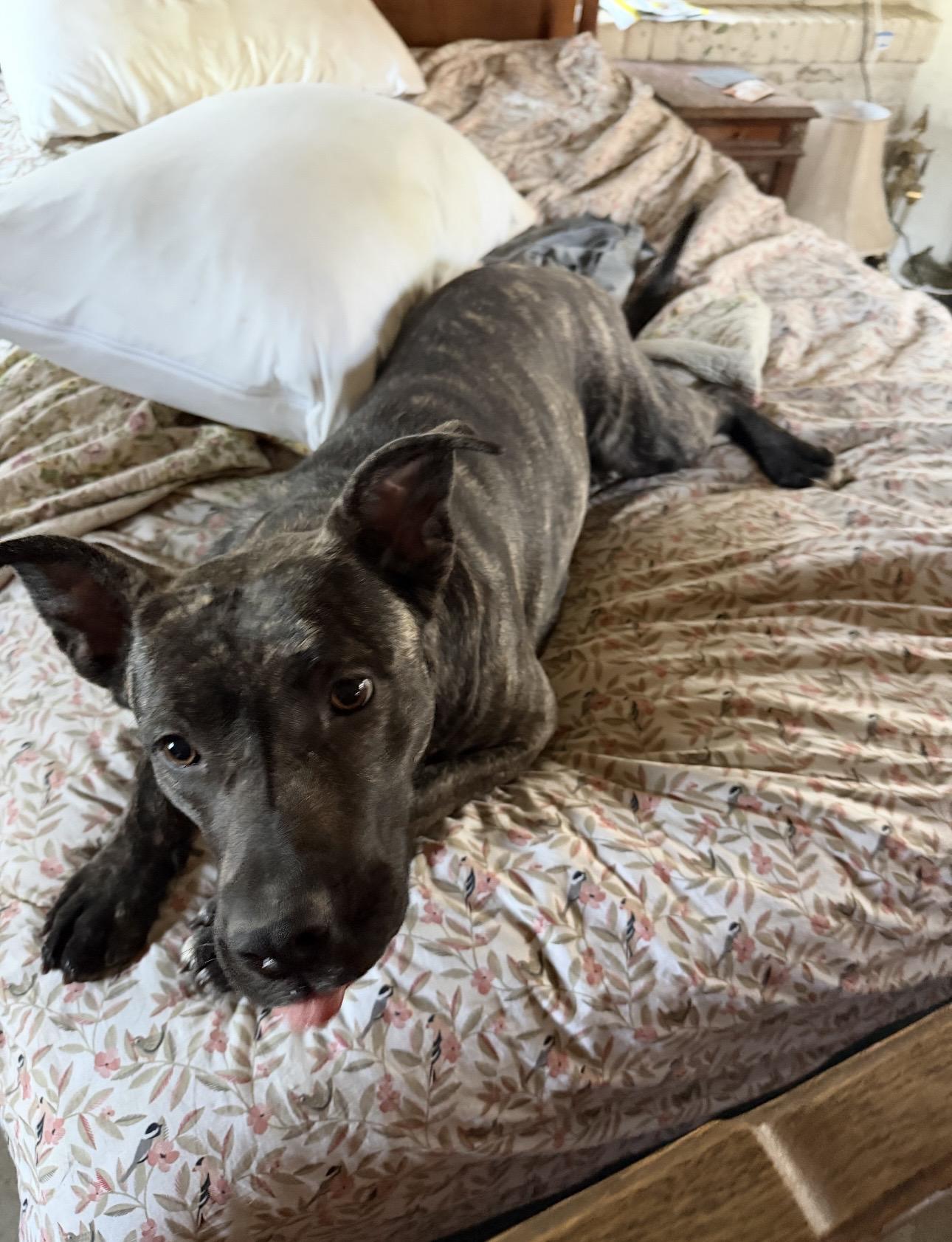 Enlarge Delta, a Adoptable mixed breed in BEVERLY HILLS, CA image 2/6