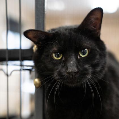 Ace, Adoptable, Senior Male Domestic Short Hair.