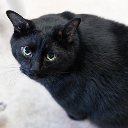 Ace, Adoptable, Senior Male Domestic Short Hair.