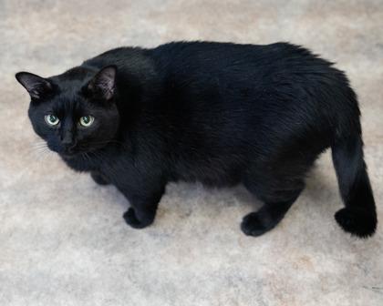 Ace, a Adoptable Domestic Short Hair in Long Beach, WA image 3/3