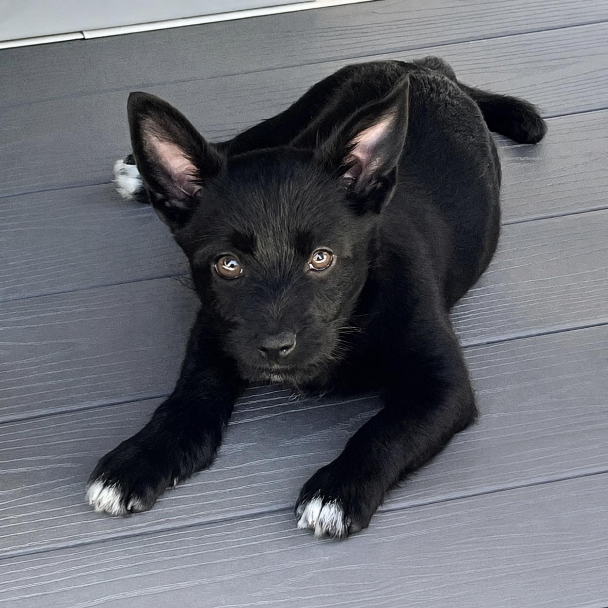 Jan, a Adoptable mixed breed in Hillsborough, NJ image 3/5