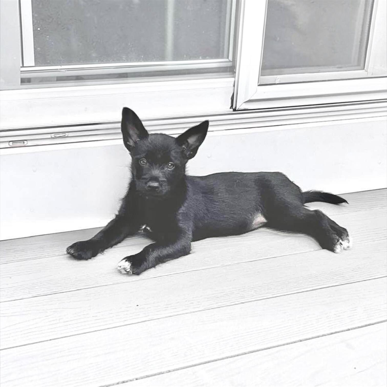 Jan, a Adoptable mixed breed in Hillsborough, NJ image 1/5