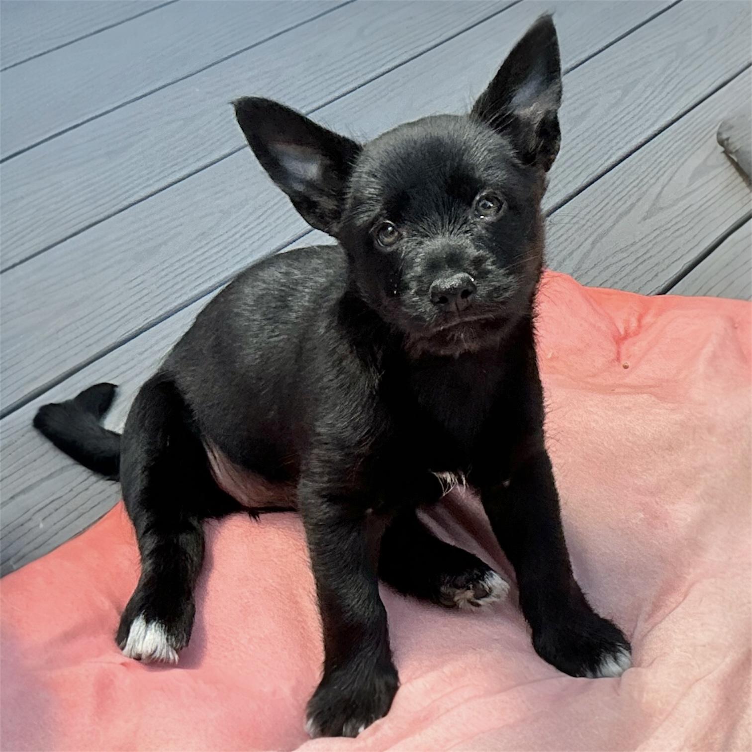 Jan, a Adoptable mixed breed in Hillsborough, NJ image 4/5