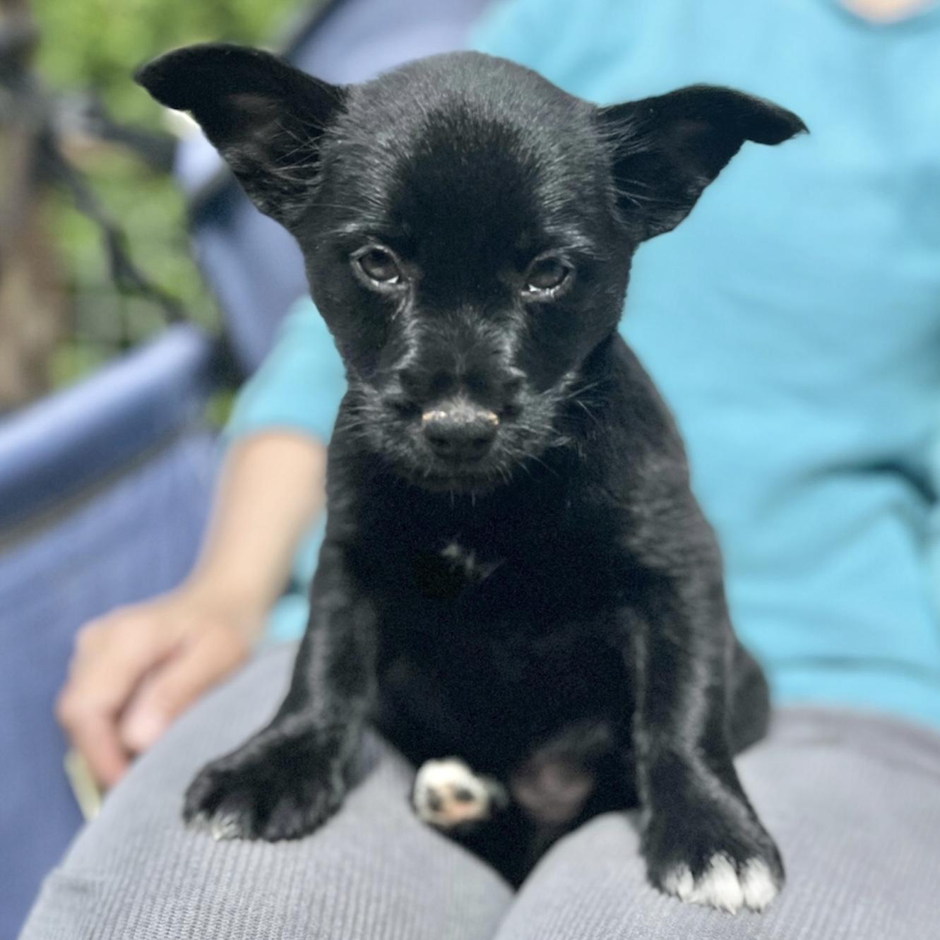 Jan, Adoptable, Puppy Female Border Collie & Yorkshire Terrier.