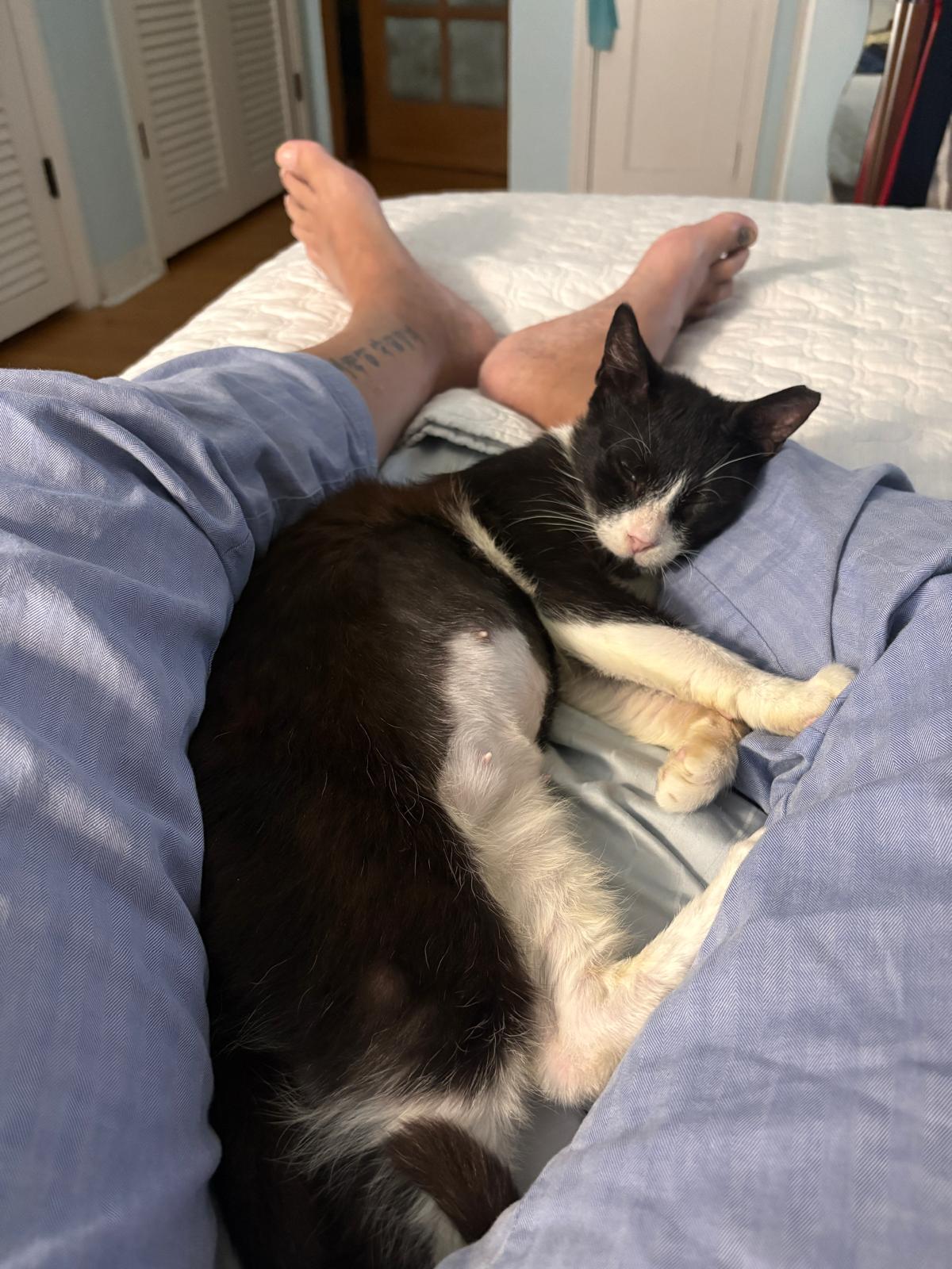 Chirpie, a ADOPTABLE Domestic Short Hair in Miami Beach, FL image 2/6