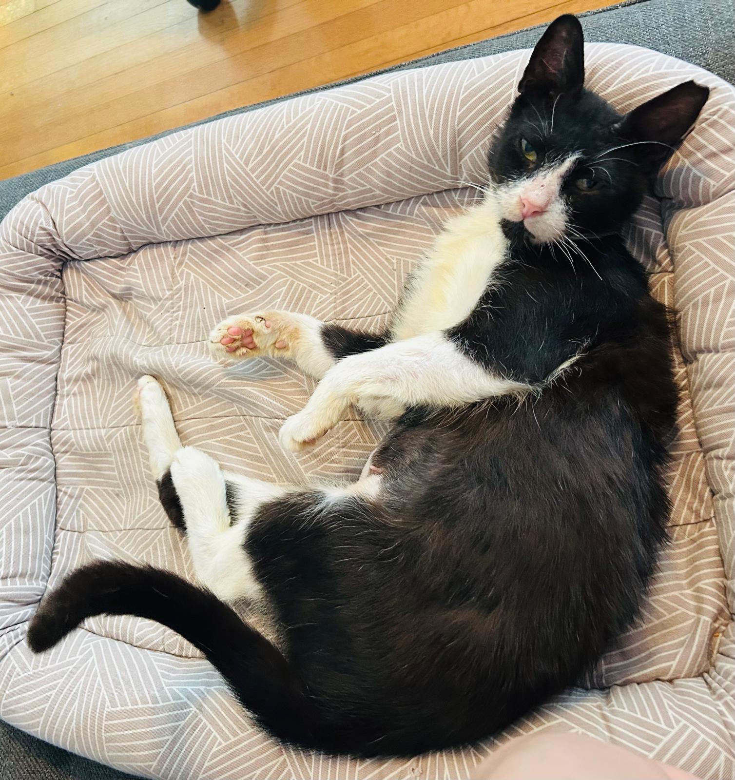 Chirpie, a ADOPTABLE Domestic Short Hair in Miami Beach, FL image 1/6