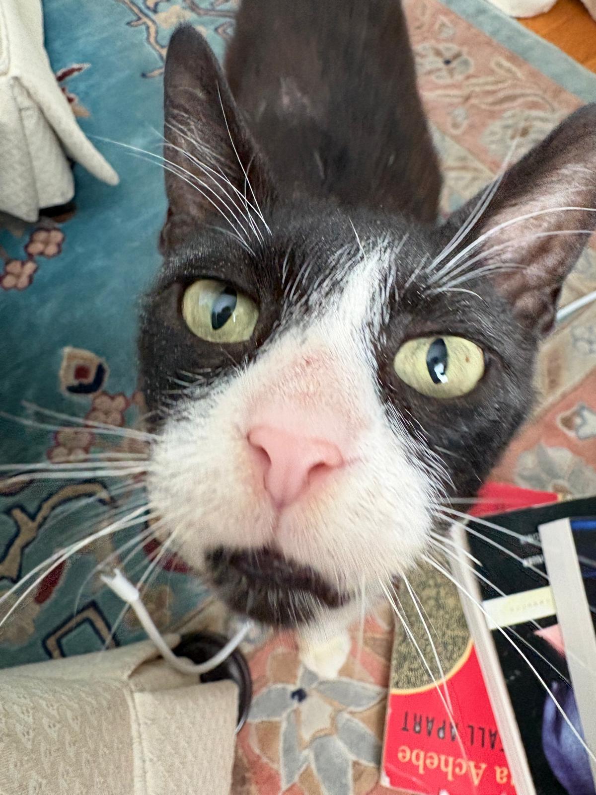 Chirpie, a ADOPTABLE Domestic Short Hair in Miami Beach, FL image 5/6