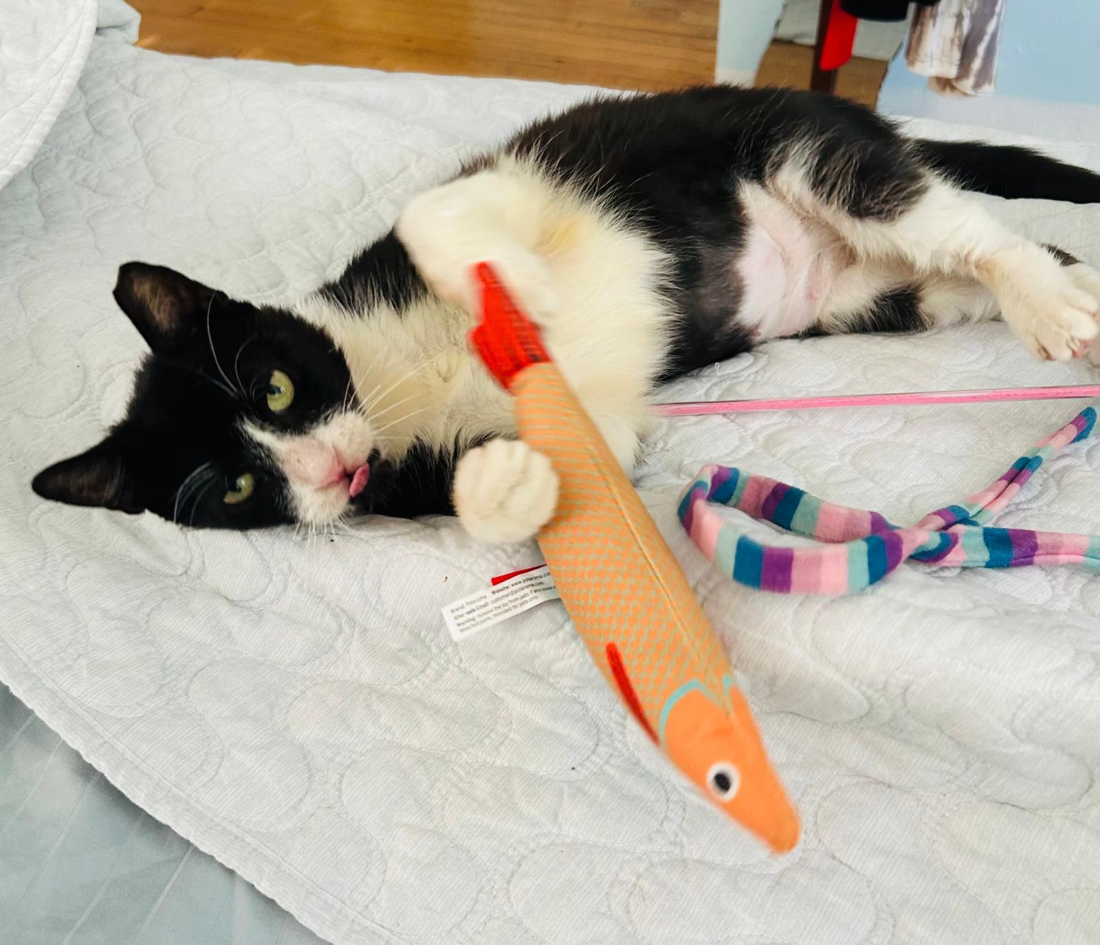 Chirpie, a ADOPTABLE Domestic Short Hair in Miami Beach, FL image 3/6