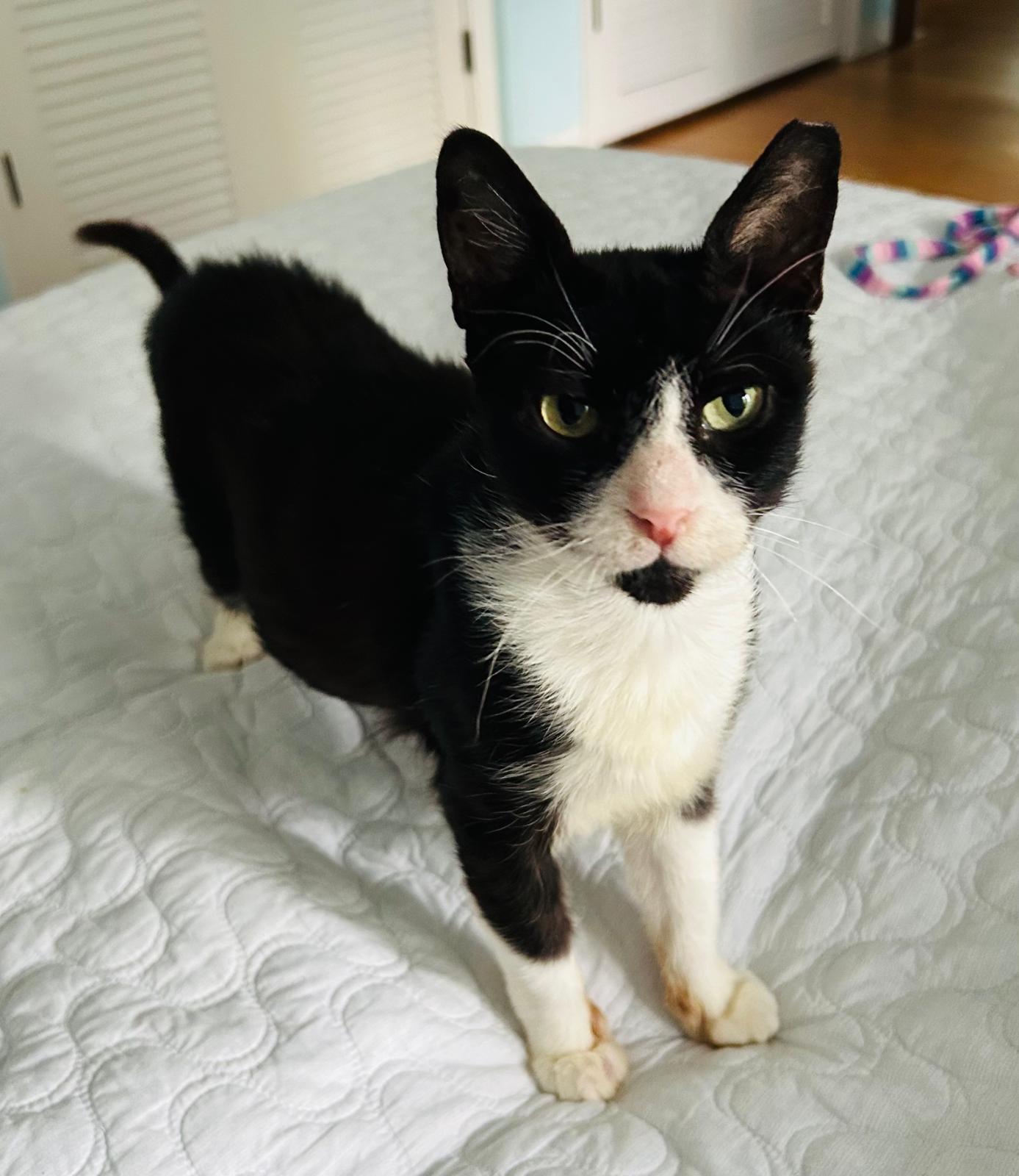 Chirpie, a ADOPTABLE Domestic Short Hair in Miami Beach, FL image 4/6