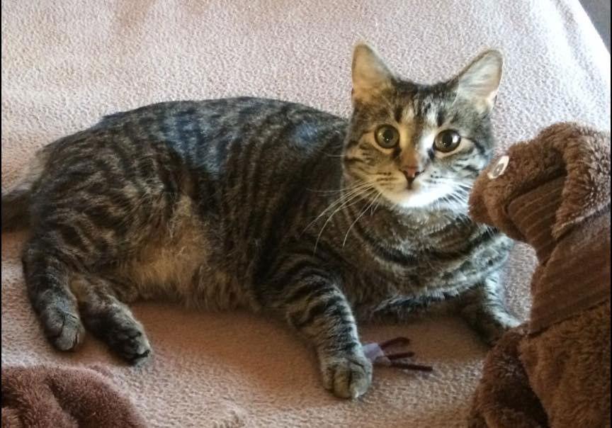 Hazel, Adoptable, Adult Female Domestic Short Hair.