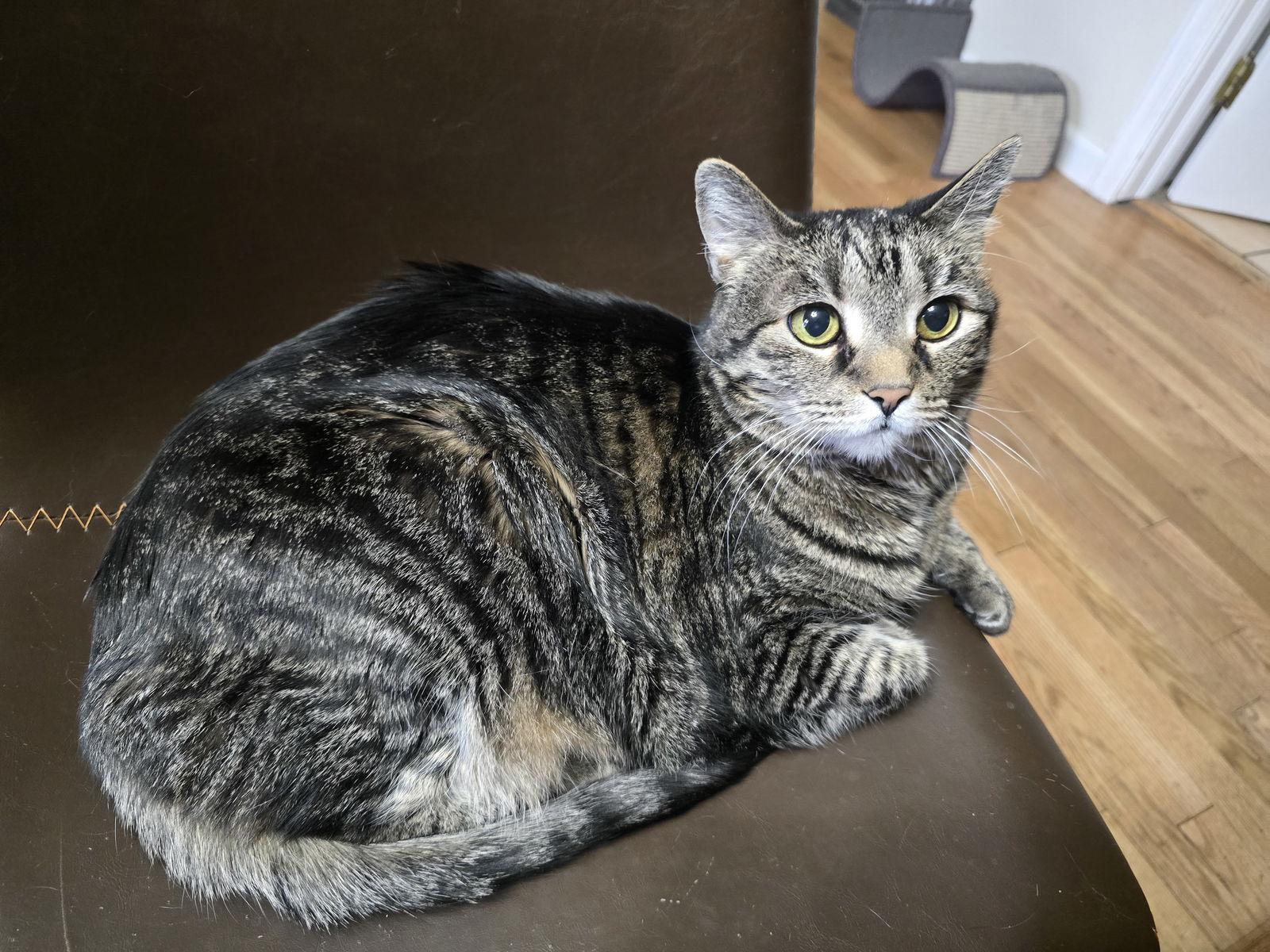Enlarge Hazel, a Adoptable Domestic Short Hair in Evergreen, CO image 2/2