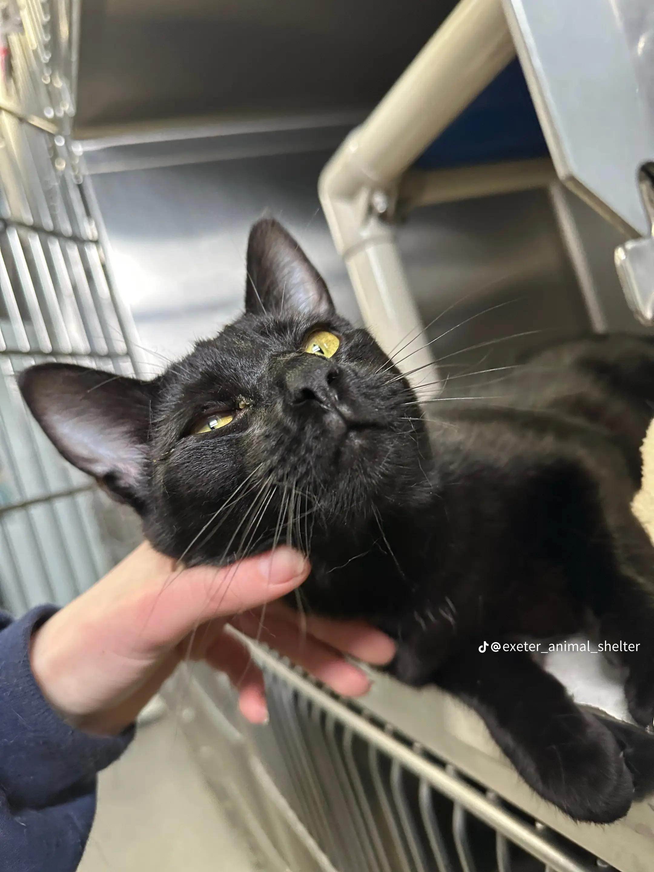 Enlarge Zippy, an adopted Domestic Short Hair in Exeter, RI image 1/4