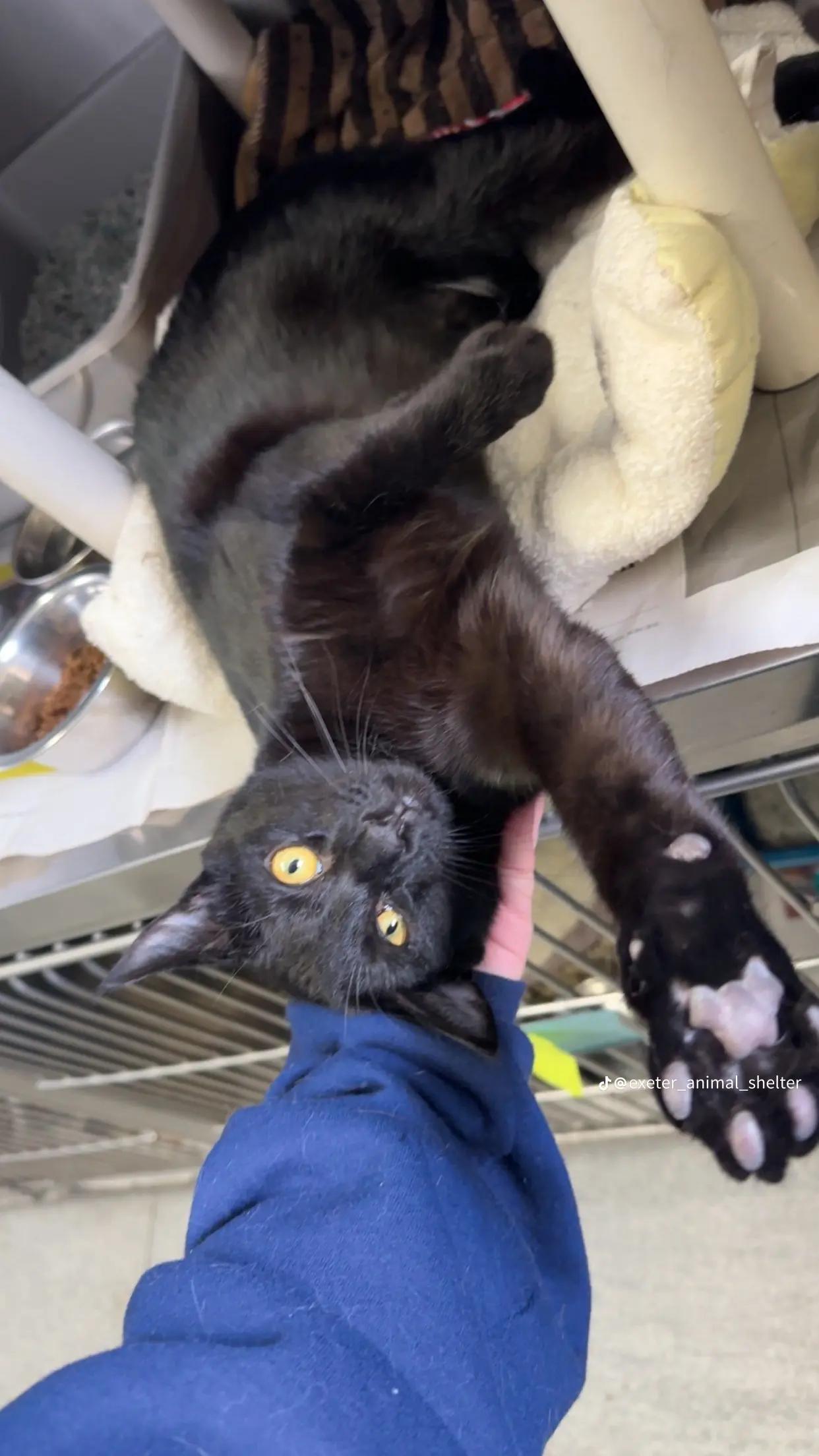 Enlarge Zippy, an adopted Domestic Short Hair in Exeter, RI image 2/4