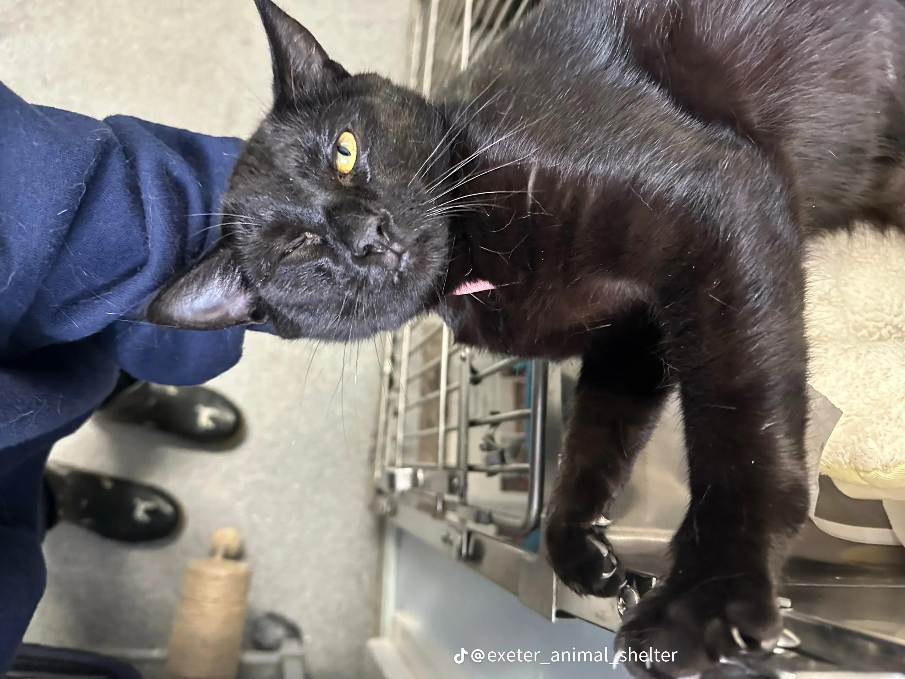 Enlarge Zippy, an adopted Domestic Short Hair in Exeter, RI image 3/4