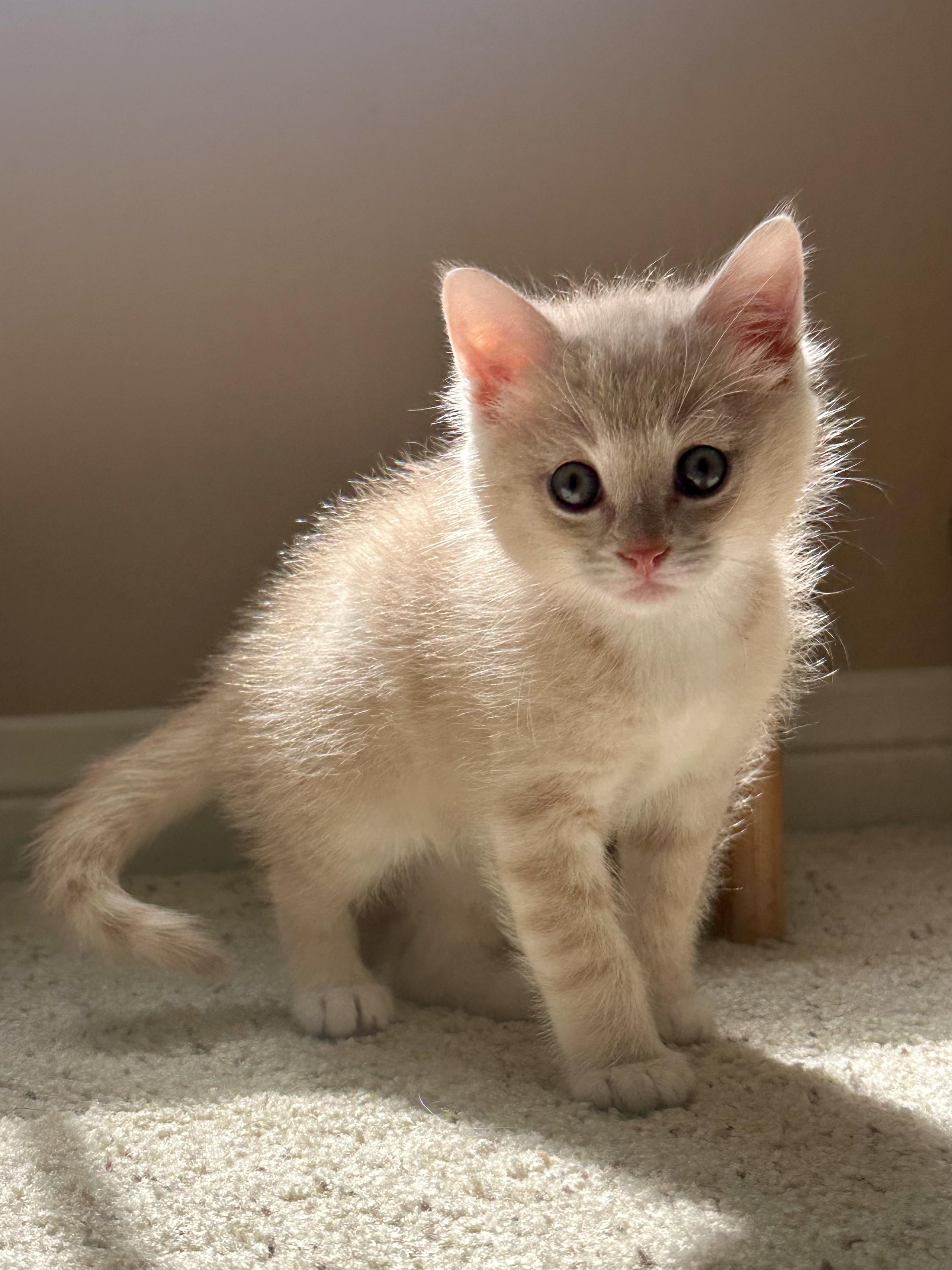 Bennie, adopted, Kitten Male Domestic Short Hair.