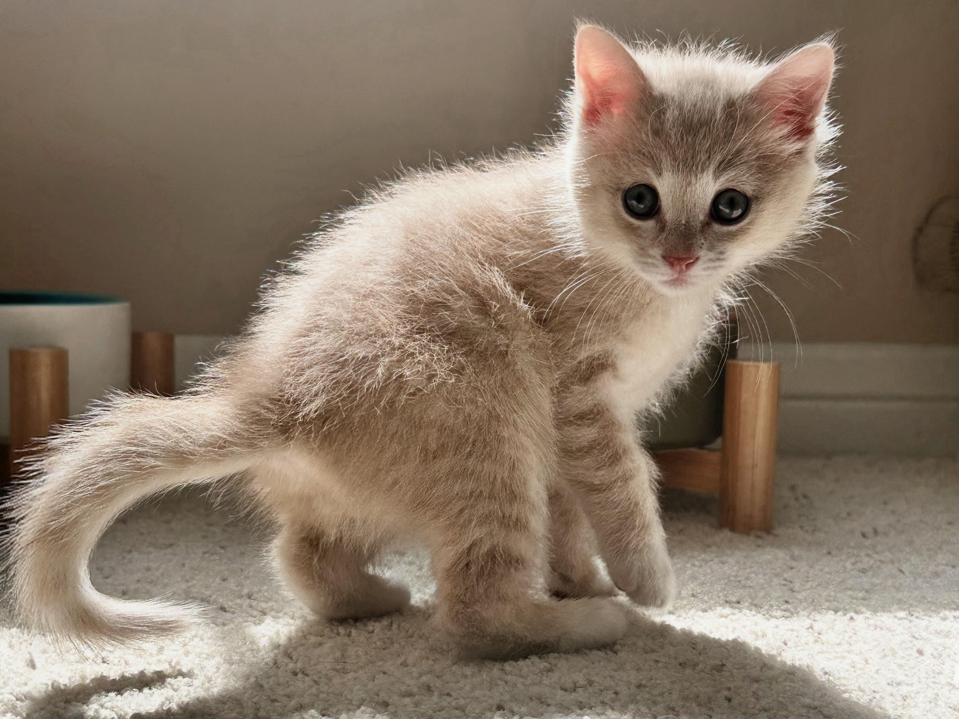 Enlarge Bennie, an adopted Domestic Short Hair in Santa Ana, CA image 2/4