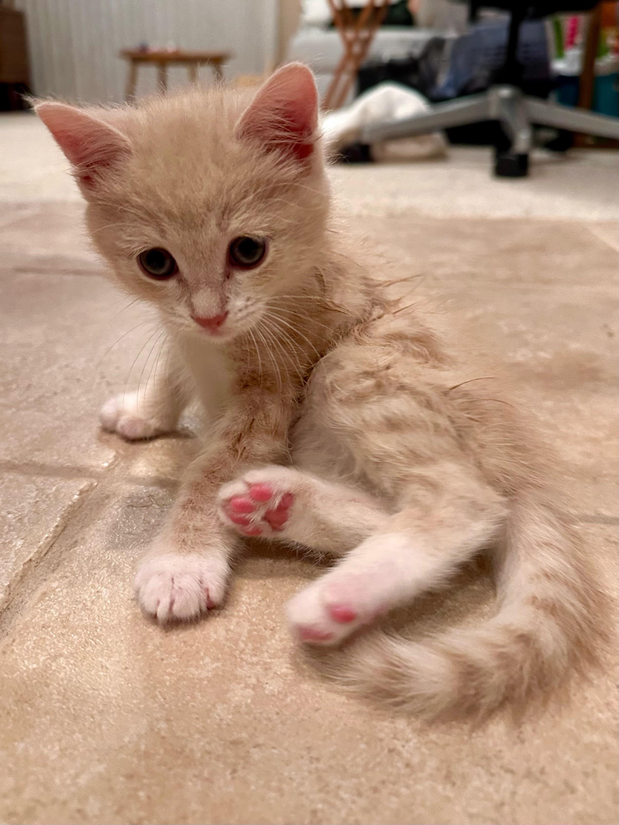 Enlarge Bennie, an adopted Domestic Short Hair in Santa Ana, CA image 4/4