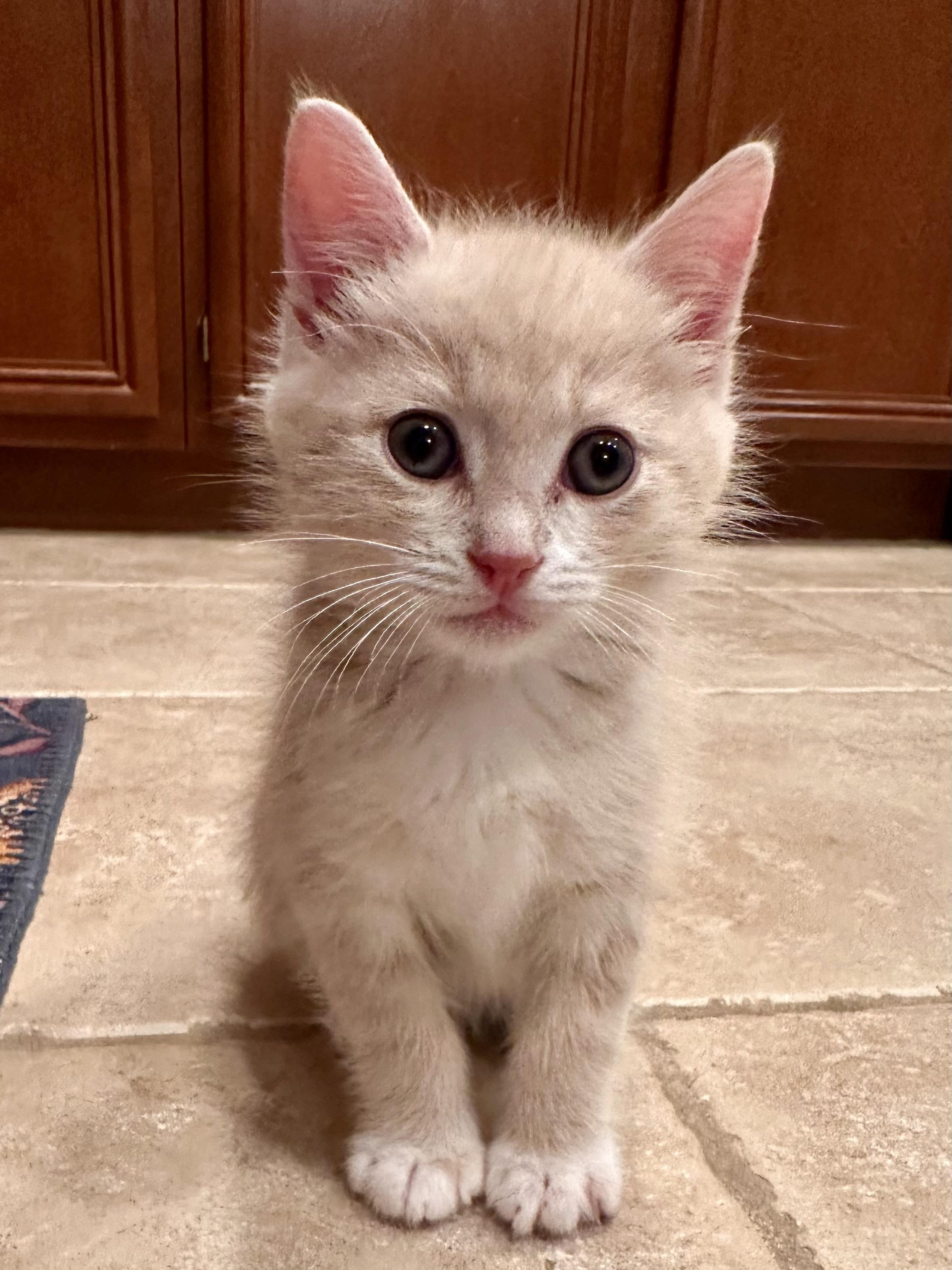 Enlarge Bennie, an adopted Domestic Short Hair in Santa Ana, CA image 3/4