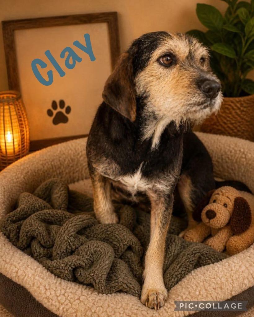 Clay, Adoptable, Puppy Male Affenpinscher.
