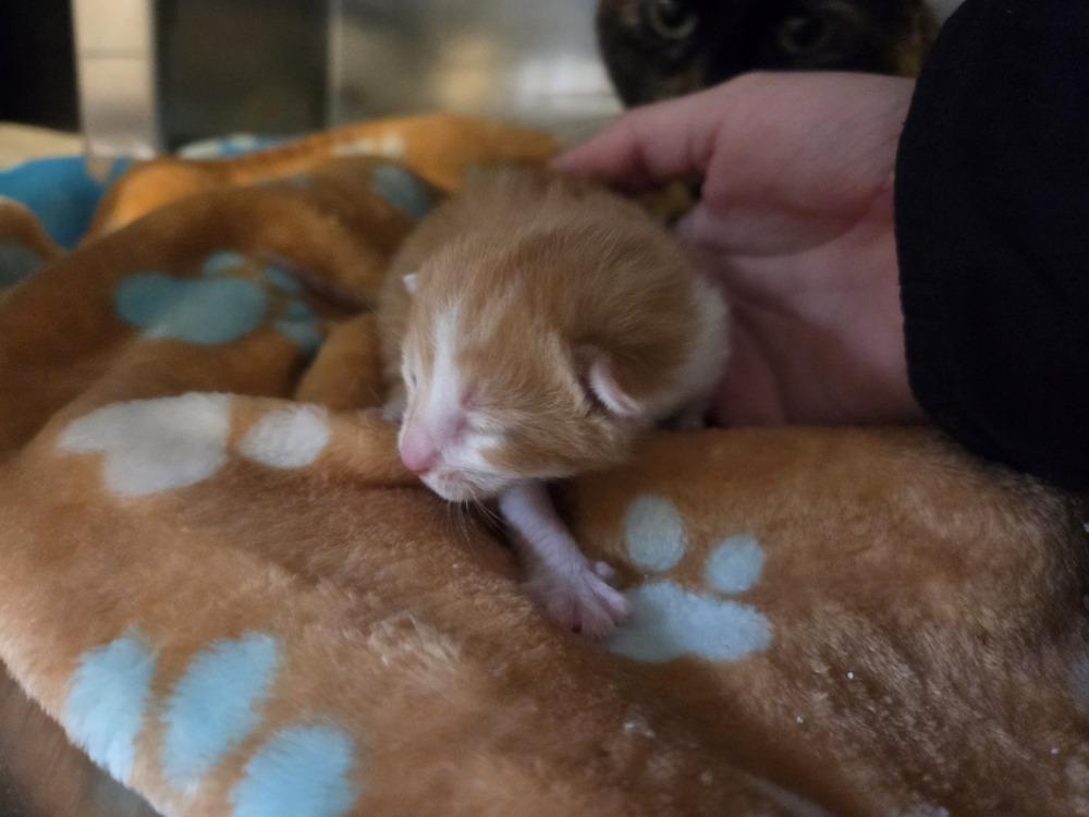 Persephone, Adoptable, Kitten Female Domestic Short Hair.