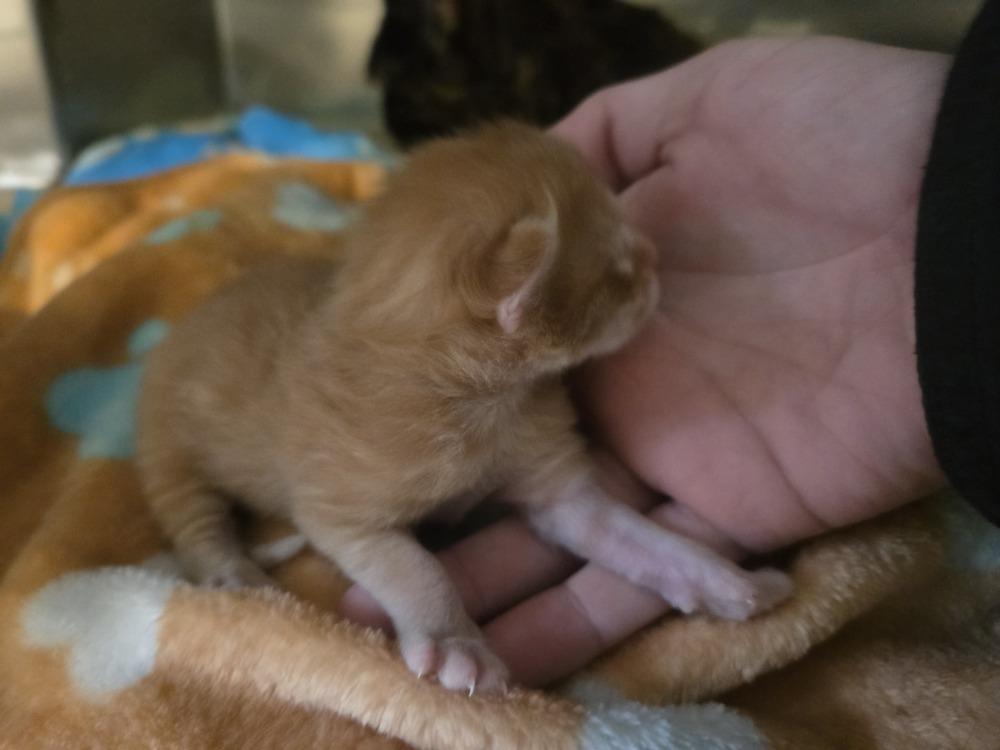 Enlarge Persephone, a Adoptable Domestic Short Hair in Grand Rapids, MI image 2/4