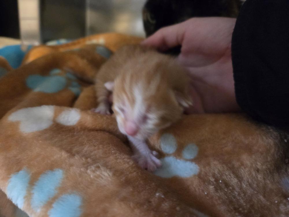 Enlarge Persephone, a Adoptable Domestic Short Hair in Grand Rapids, MI image 3/4