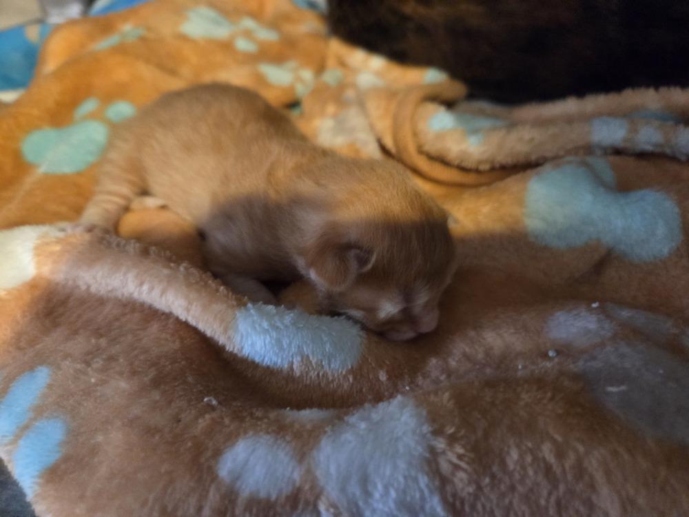 Enlarge Persephone, a Adoptable Domestic Short Hair in Grand Rapids, MI image 4/4