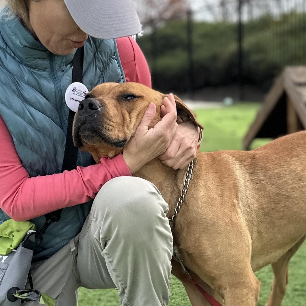 Boxer - ECAS, Adoptable, Adult Male Pit Bull Terrier.