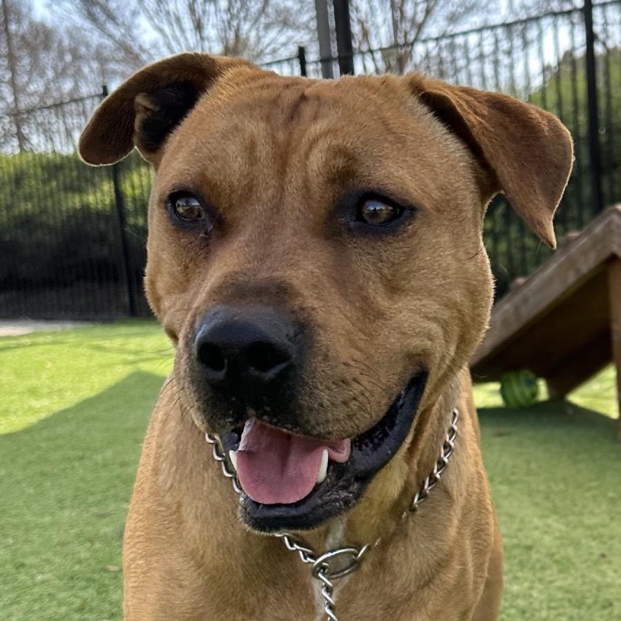 Enlarge Boxer - ECAS, a Adoptable mixed breed in Pleasanton, CA image 2/6