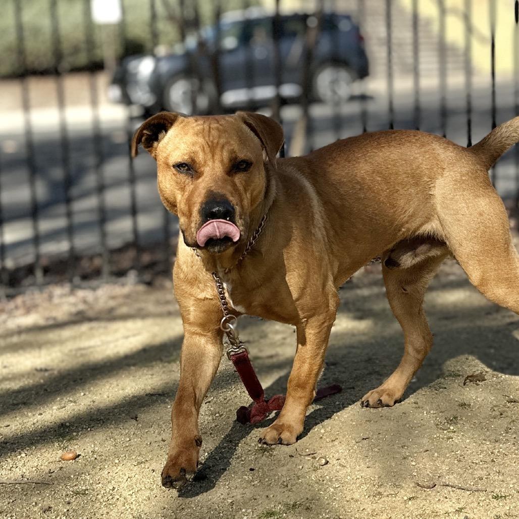 Enlarge Boxer - ECAS, a Adoptable mixed breed in Pleasanton, CA image 3/6