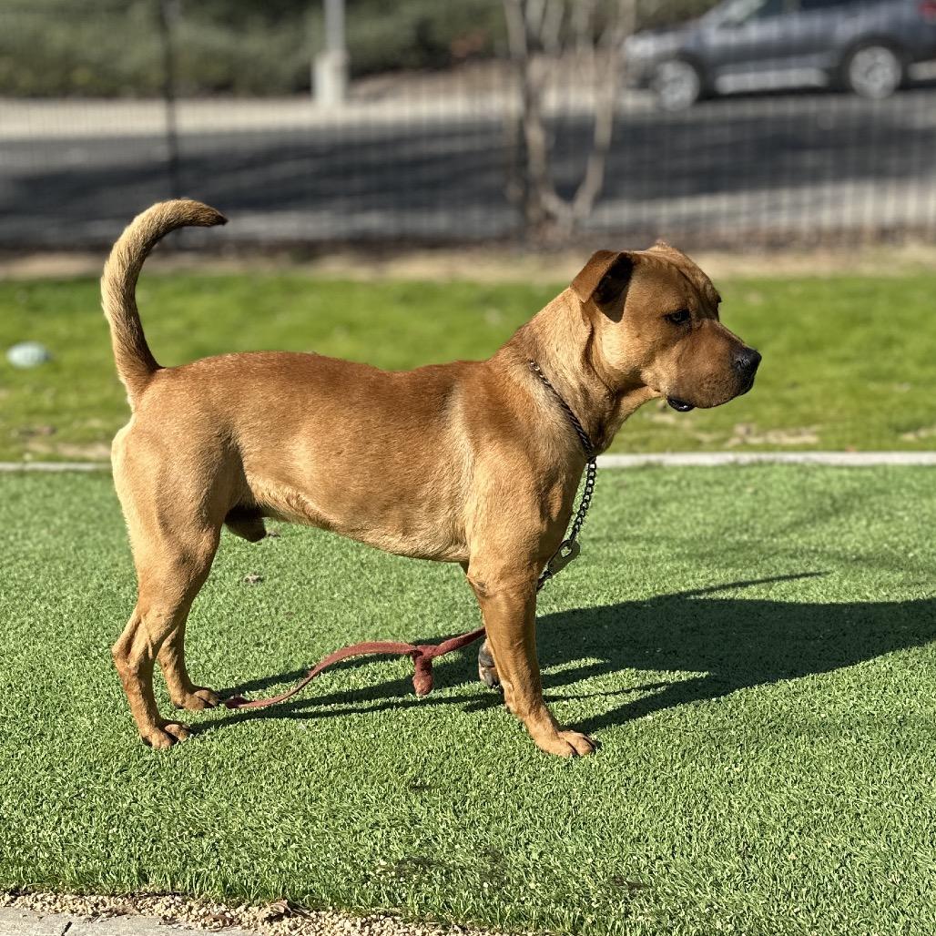 Enlarge Boxer - ECAS, a Adoptable mixed breed in Pleasanton, CA image 4/6