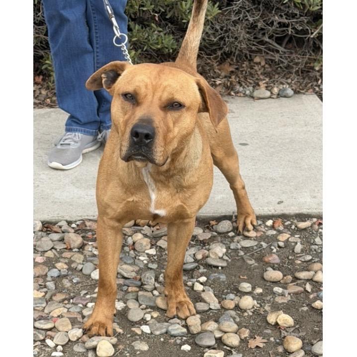 Enlarge Boxer - ECAS, a Adoptable mixed breed in Pleasanton, CA image 5/6