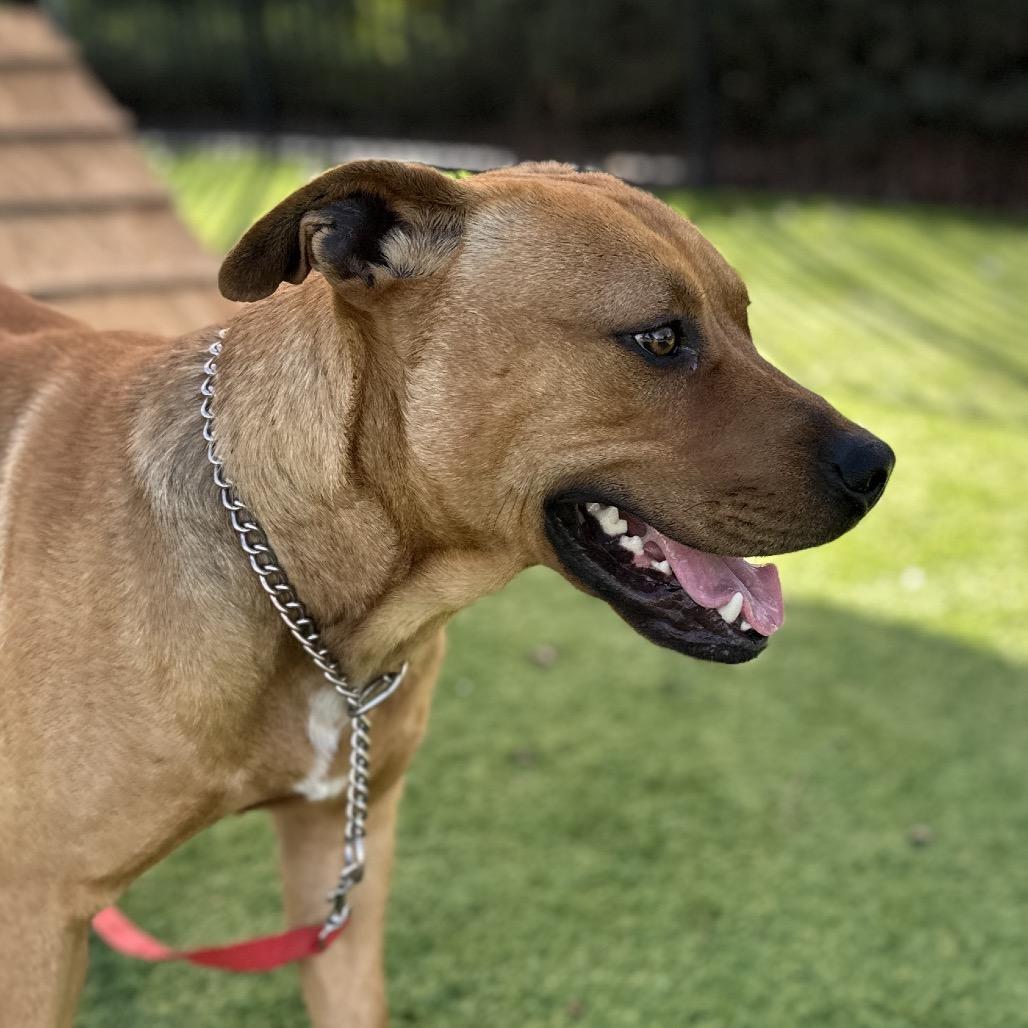 Enlarge Boxer - ECAS, a Adoptable mixed breed in Pleasanton, CA image 6/6