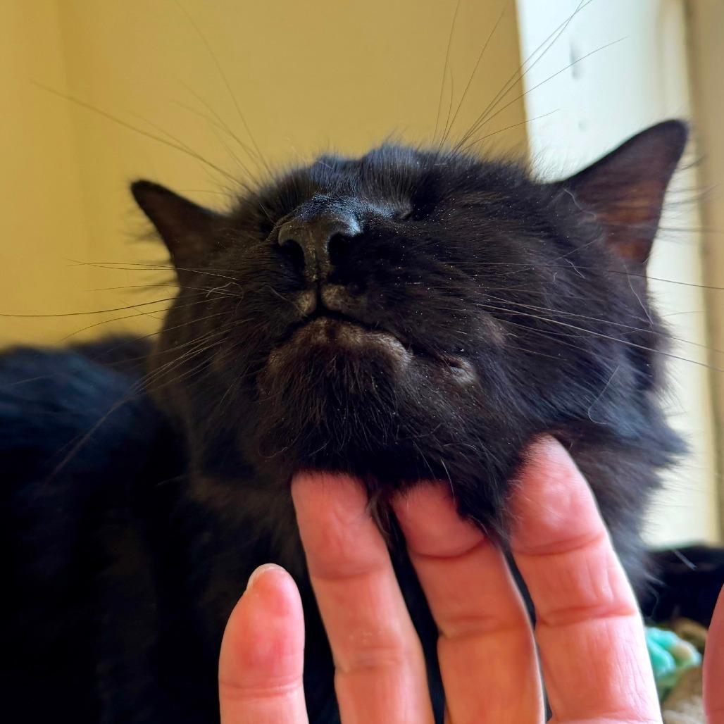 Enlarge Chocolata, a Adoptable Domestic Long Hair in Naperville, IL image 1/6